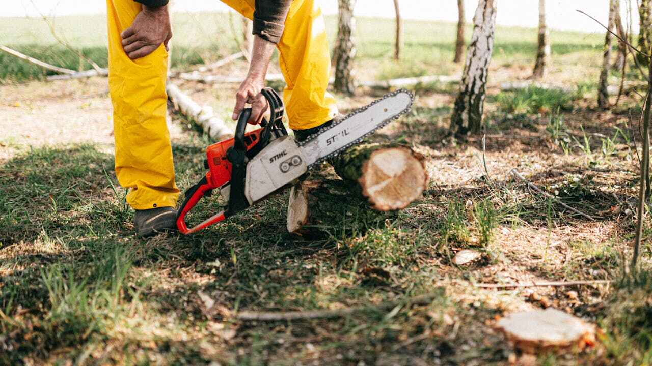 Best Tree Trimming Near Me  in Little Rock, AR